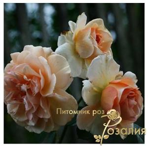 Pegasus /Пегасус/