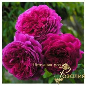Purple Lodge /Парпл Лодж/
