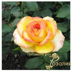 Risinq sun /Восходящее Солнце/