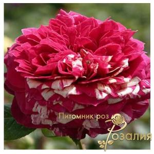 Romanza /Романза/