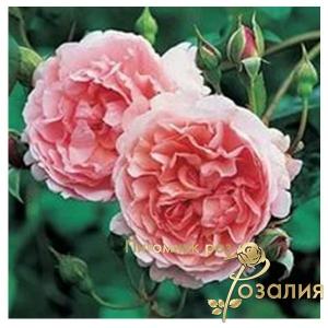 Strawberry Hill /Строуберри Хилл/