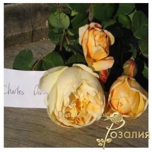 Charles Darwin /Чарльз Дарвин/