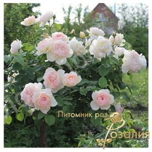 Gentle Hermione /Джентл Гермион/