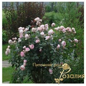 Geoff Hamilton /Джефф Гамильтон/