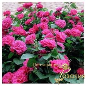 John Cabot /Джон Кэбот/