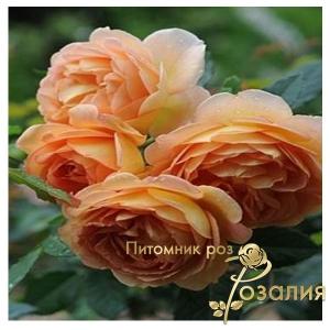 Lady of Shalott /Леди Шалотт/