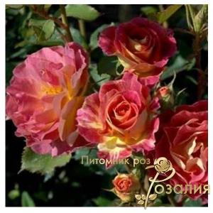 Prieure De Saint Cosme /Пьер Де Сэн Косме/