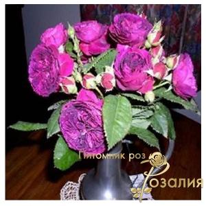 Purple Lodge /Парпл Лодж/