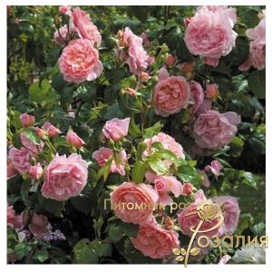 Strawberry Hill /Строуберри Хилл/