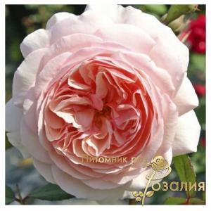 A Shropshire Lad /Шропшиэ Лэд/