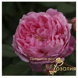 Alan Titchmarsh /Алан Титчмарш/