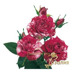 Arrow Follies /Арроу Фолиес/