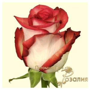 Blash /Блаш/