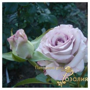 Boyfriend /Бойфренд/