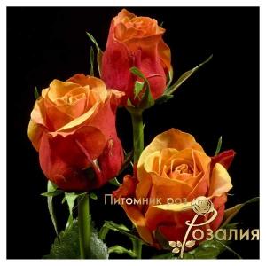 Cherry Brandy /Чери Бренди/