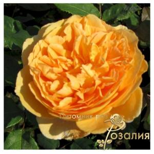 Crown Princess Margareta /Краун Принцесс Маргарет/