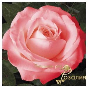 Desire /Дезире/
