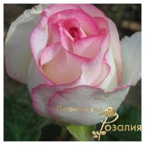 Dolce Vita Lex Voom /Дольче Вита/