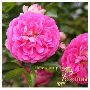 Dorothy Perkins /Дороти Перкинс/