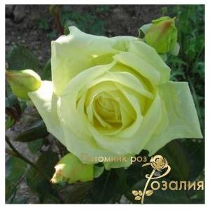 Elfe /Эльф/