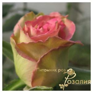 Espеrance /Эсперанс/