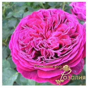 Falstaff /Фальстаф/