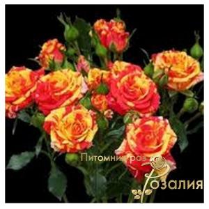 Flash Fire /Флеш Файер/