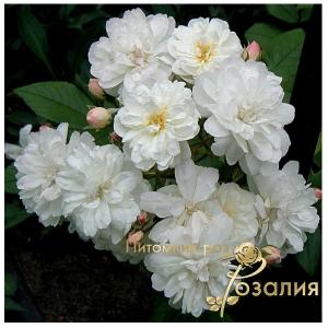 Francine Austin (Франсин Остин)