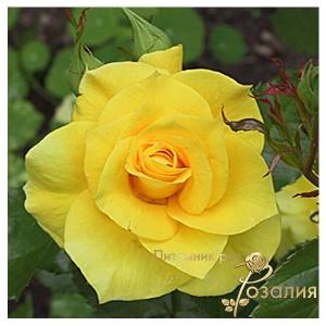 Friesia (Фрезия)