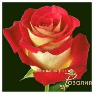 Friendship /Френдшип/