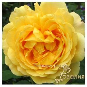 Golden Celebration /Голден Селебрейшен/