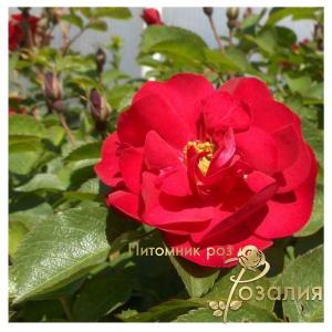 Hansaland /Хансаланд/