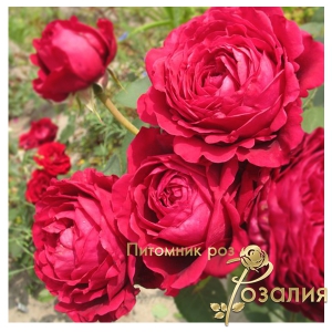 Роза La Rose Des 4 Vents (Роза четырех ветров)