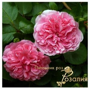 Les Quatre Saisons /Ле Катр Сэзон или Четыре сезона/