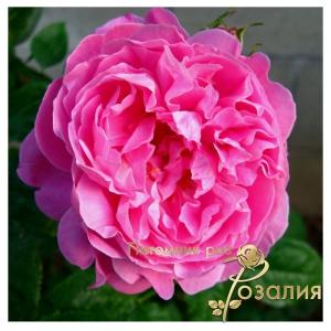 Mary Rose /Мэри Роуз/