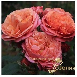 Mary Ann (Мері Енн)