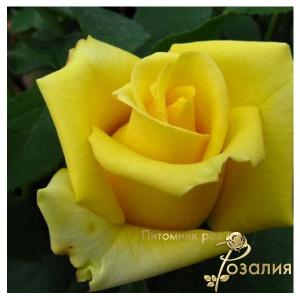 Mоhana (Мохана)