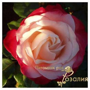Nostalgie /Ностальжи/