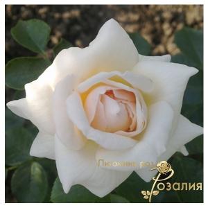 PennyLane /Пенни Лэйн/