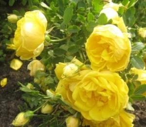Persian Yellow /Персиан Йеллоу/
