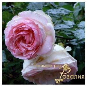 Pierre de Ronsard /Пьер де Ронсар/