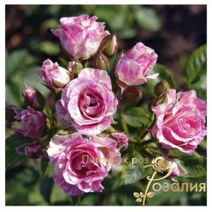 Pink Flash /Пинк Флеш/