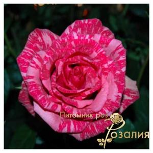Pink Intuition /Пинк Интуишен/