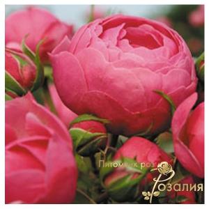 Pomponella (Помпонелла)
