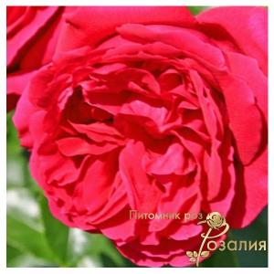 Red Eden Rose (Ред Эден Роуз)
