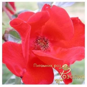 Robusta /Робуста/