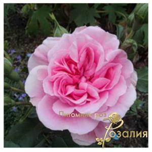 Rosarium Premium /Розариум Премиум/