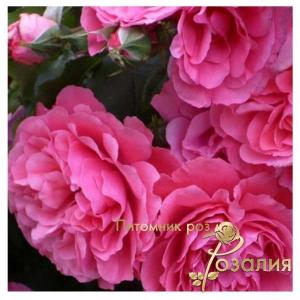 Rosarium Uetersen /Розариум Уэстерзен/