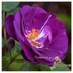 RoseRhapsodyinBlue (Рапсодии ин Блю)