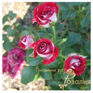 Ruby Star /Руби Стар/